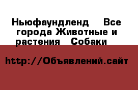 Ньюфаундленд  - Все города Животные и растения » Собаки   